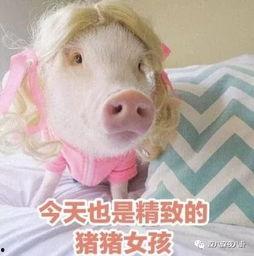 肥猪猪娱乐吃瓜酱,揭秘娱乐圈那些不为人知的幕后故事